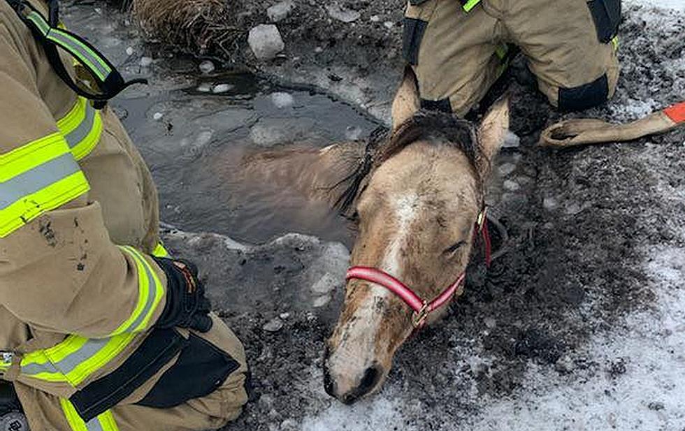 Sheriff: One Horse Died, One Saved from Icy Water