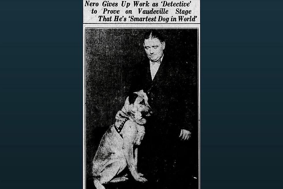 Benton Co. History: The Famous Dog Named Nero