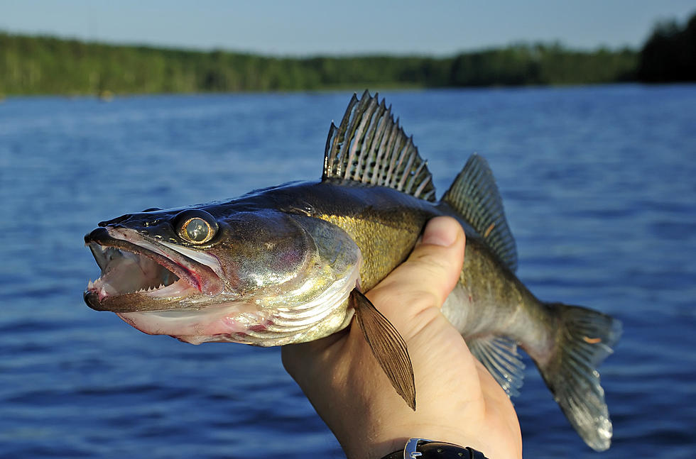 Minnesota Lake Will 'Close' Fishing For Walleyes Beginning July 1