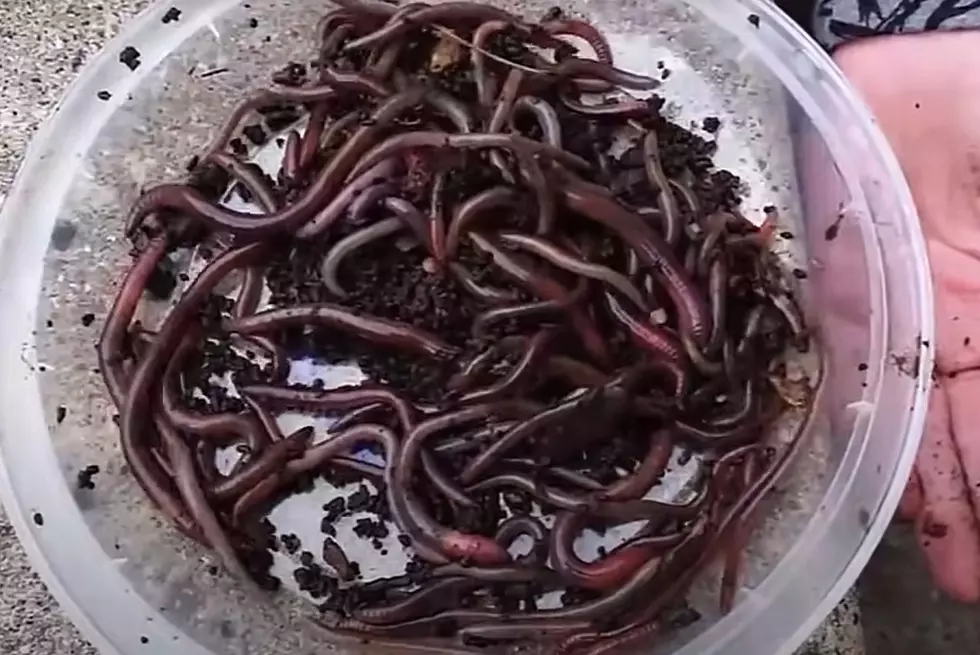 Watch for Highly Invasive Jumping Worms in MN