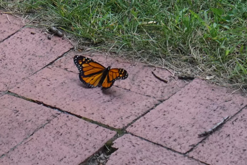Butterflies Released in St. Cloud Amid Extinction Fears [PHOTOS]