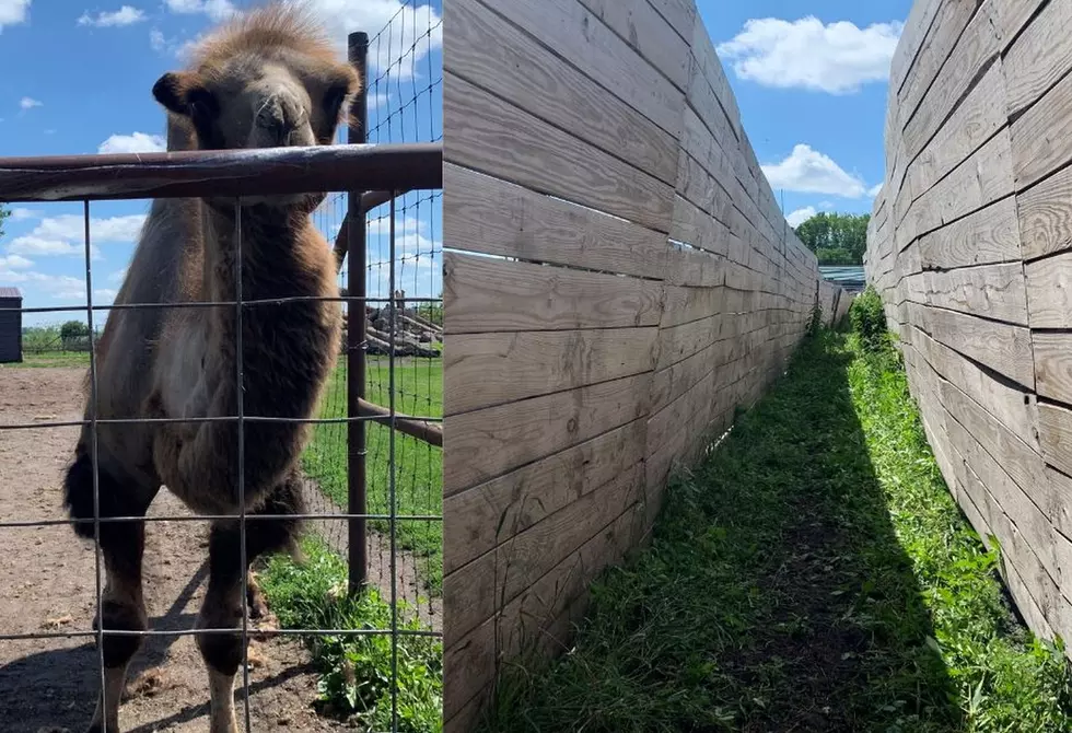 Camel Attacks Employee of Central Minnesota Zoo