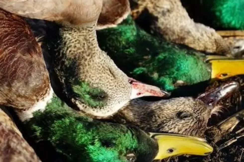 Conditions Much Better For Waterfowl Hunting This Year
