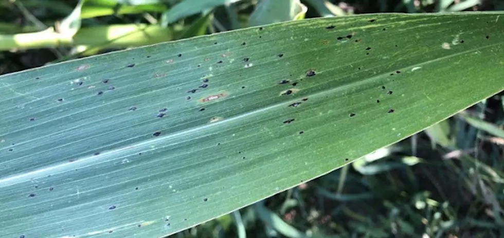 Farmers Asked To Scout For Corn Tar Spot