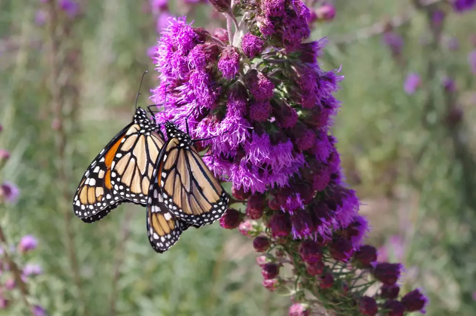 Minnesota BWSR Offering Pollinator Habitat Grants