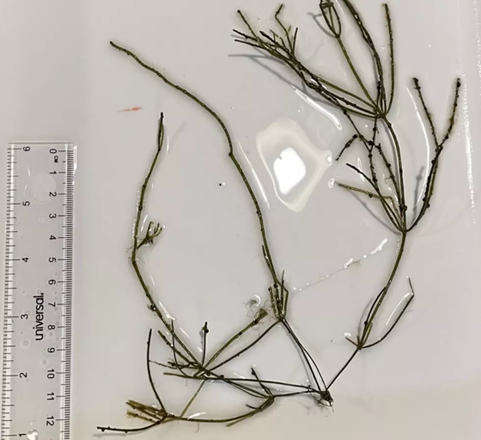 Starry Stonewort Found in Another Northern Minnesota Lake
