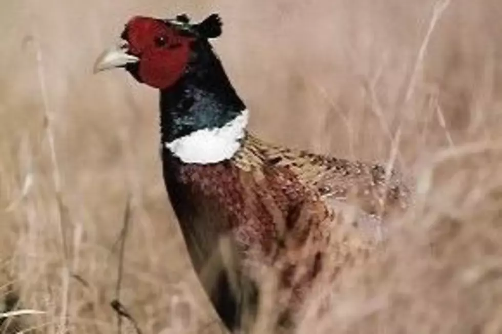 What to Know About the Pheasant Hunting Opener in MN