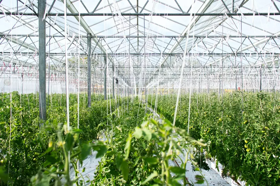 Minnesota Greenhouse Expanding Into Cucumbers