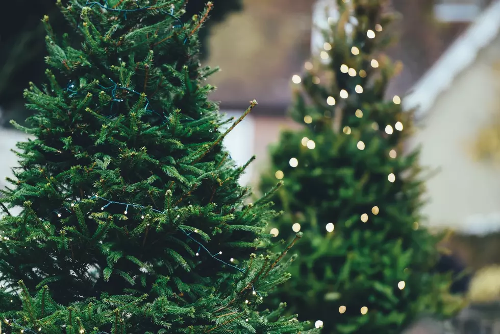 Tips To Pick The Best Christmas Tree