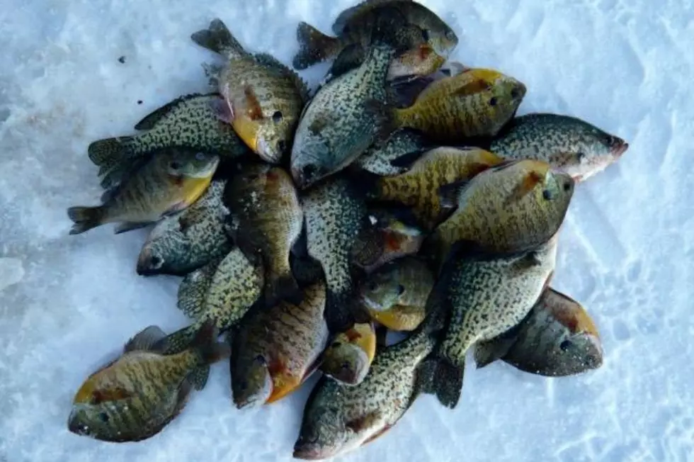 Ice Fishing Taking a Turn for the Better in Central MN