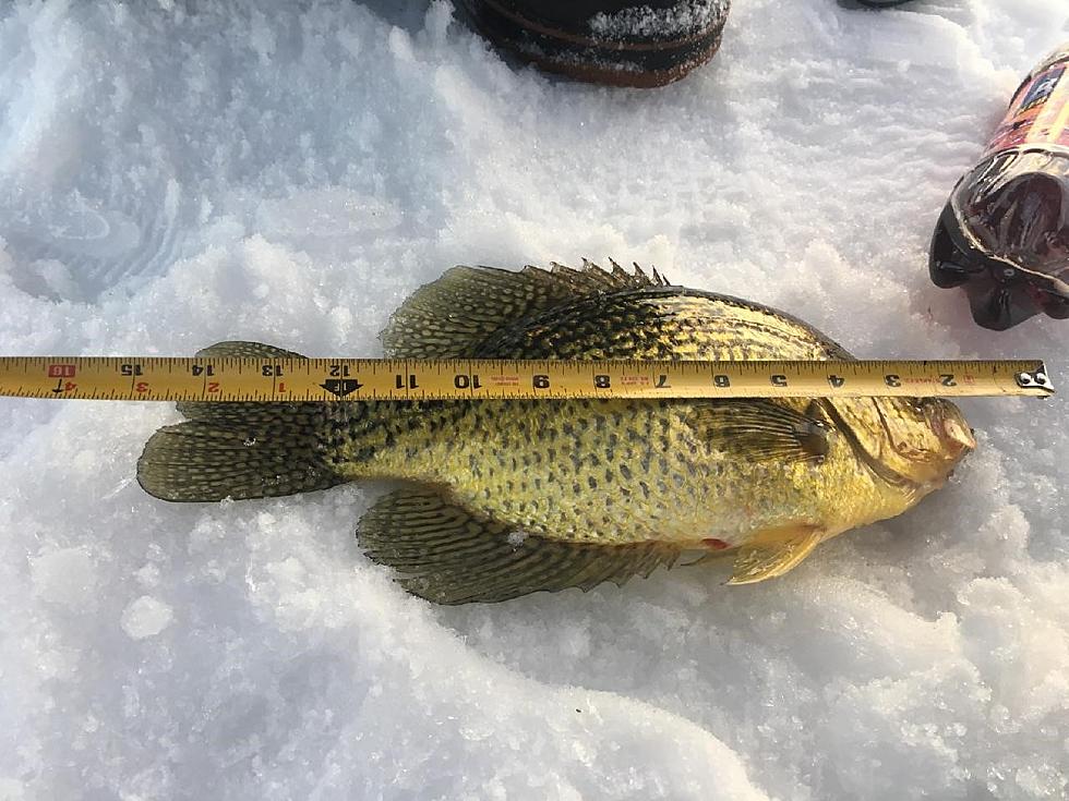 Central MN Ice Fishing in March: What a Difference a Year Makes