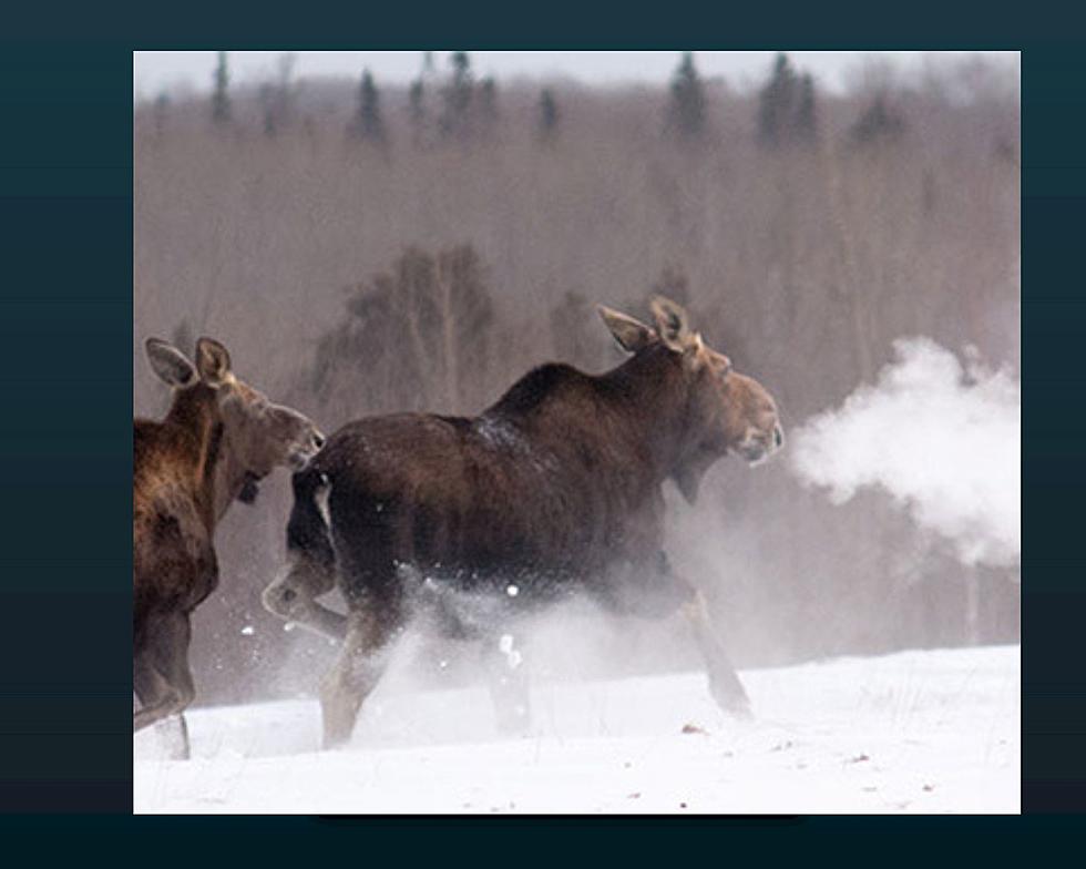 DNR Says Minnesota Moose Population is Stable