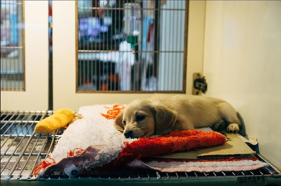 Metro Animal Shelters Quarantined for Canine Influenza