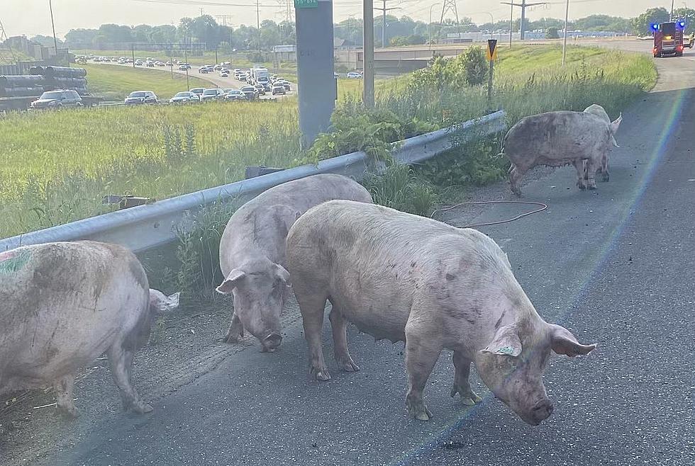 Hogs On The Highway in Little Canada