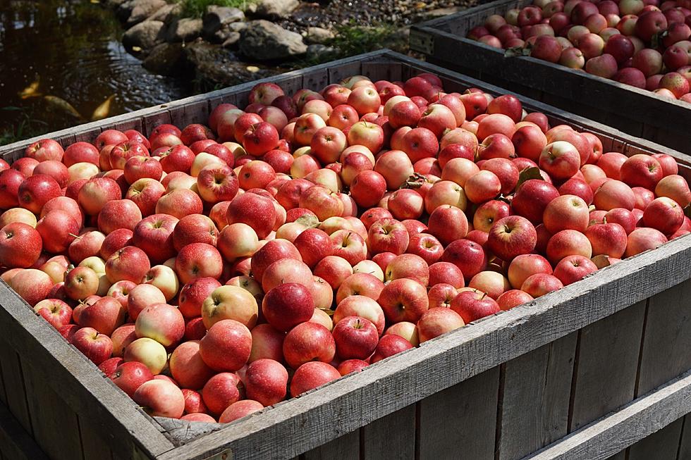 Collegeville Orchards: What Does The Apple Crop Look Like This Fall