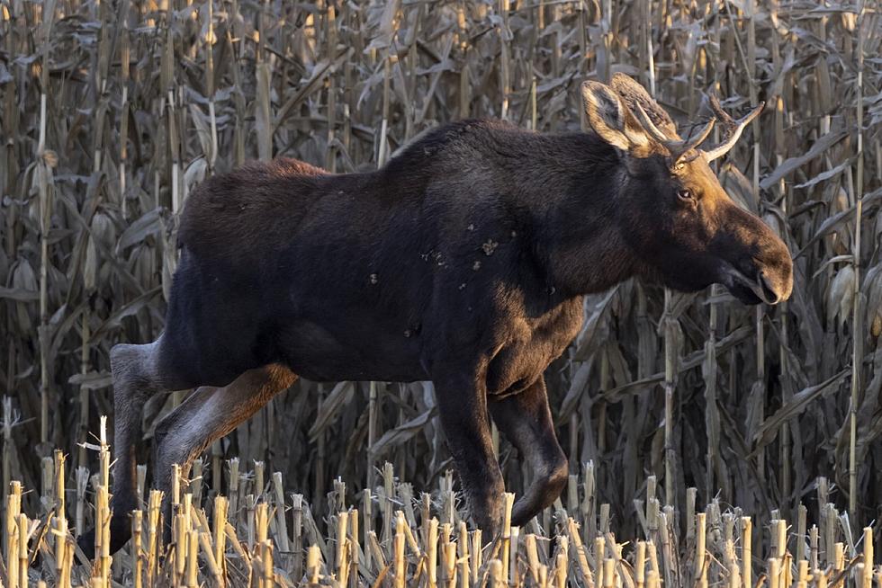 Moose Turns Heads Across Central Minnesota – Fans Start Facebook Page