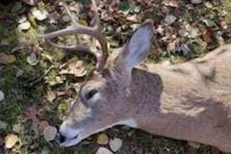 Deer Harvest Numbers Down in MN But Not In This Location