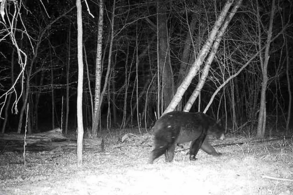 More Bear Activity in Cold Spring Area