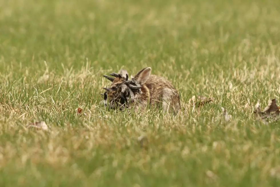 Unusual Looking Rabbit Spotted in North St. Cloud