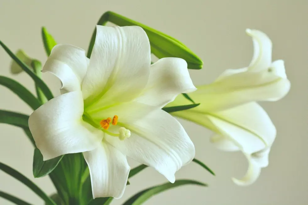 Donald “Donnie” Boser, 82, Hillman