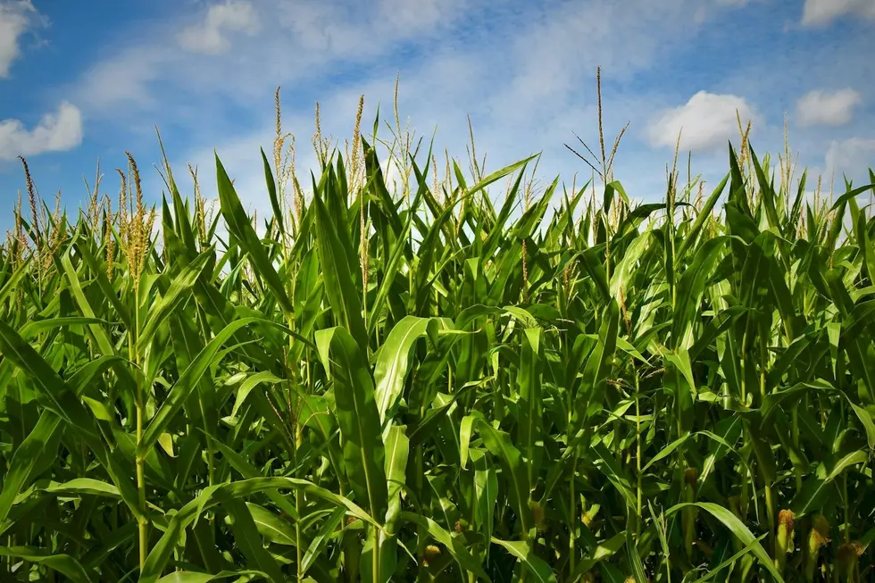 Foley Farm’s 2025 Corn Maze Hides Mythical Creatures