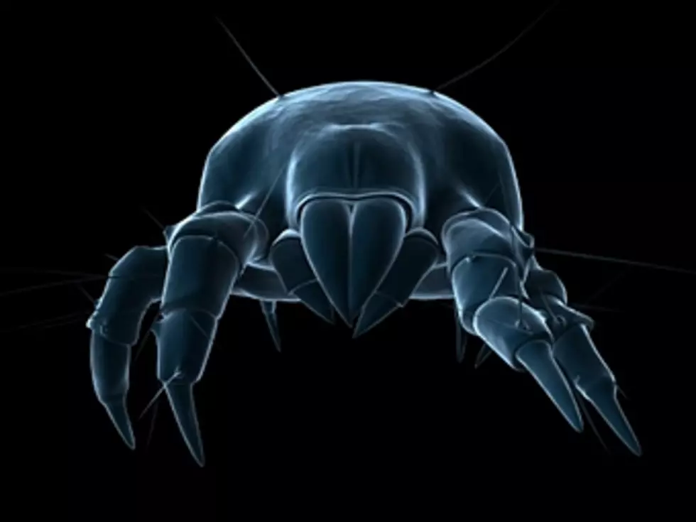 California Mite is the World’s Fastest Land Animal 