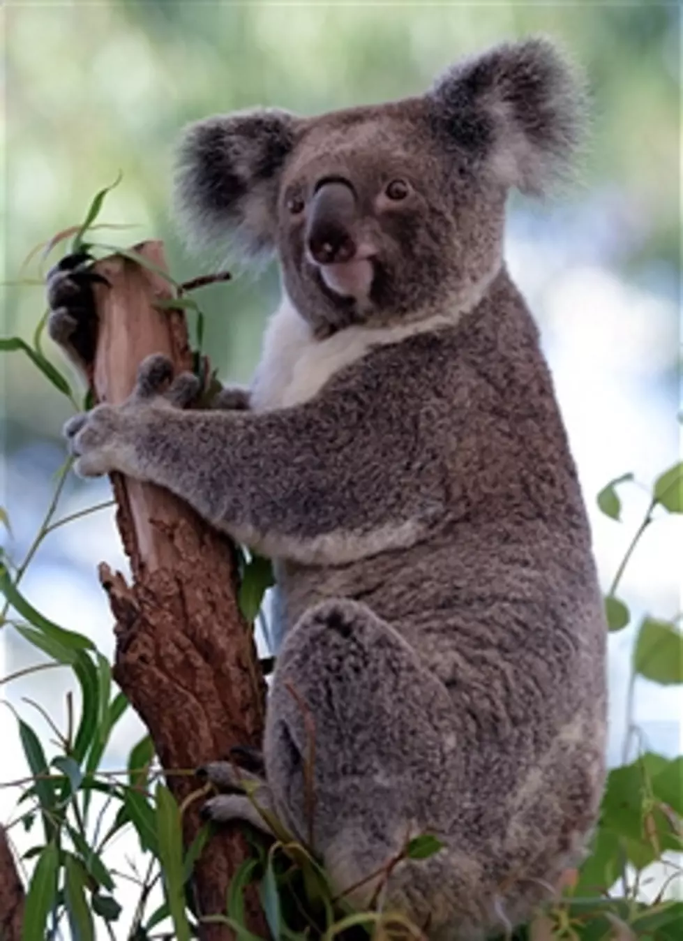 CPR to Save a Koala? 