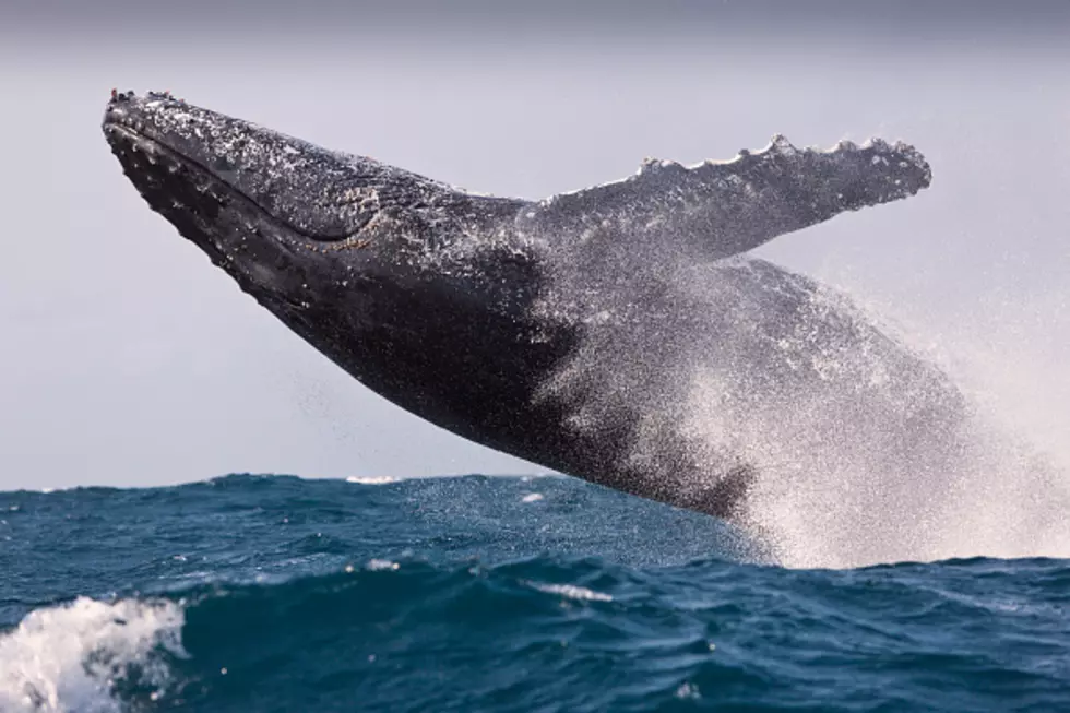 Boater&#8217;s Reaction to Whales is Over-the-Top 