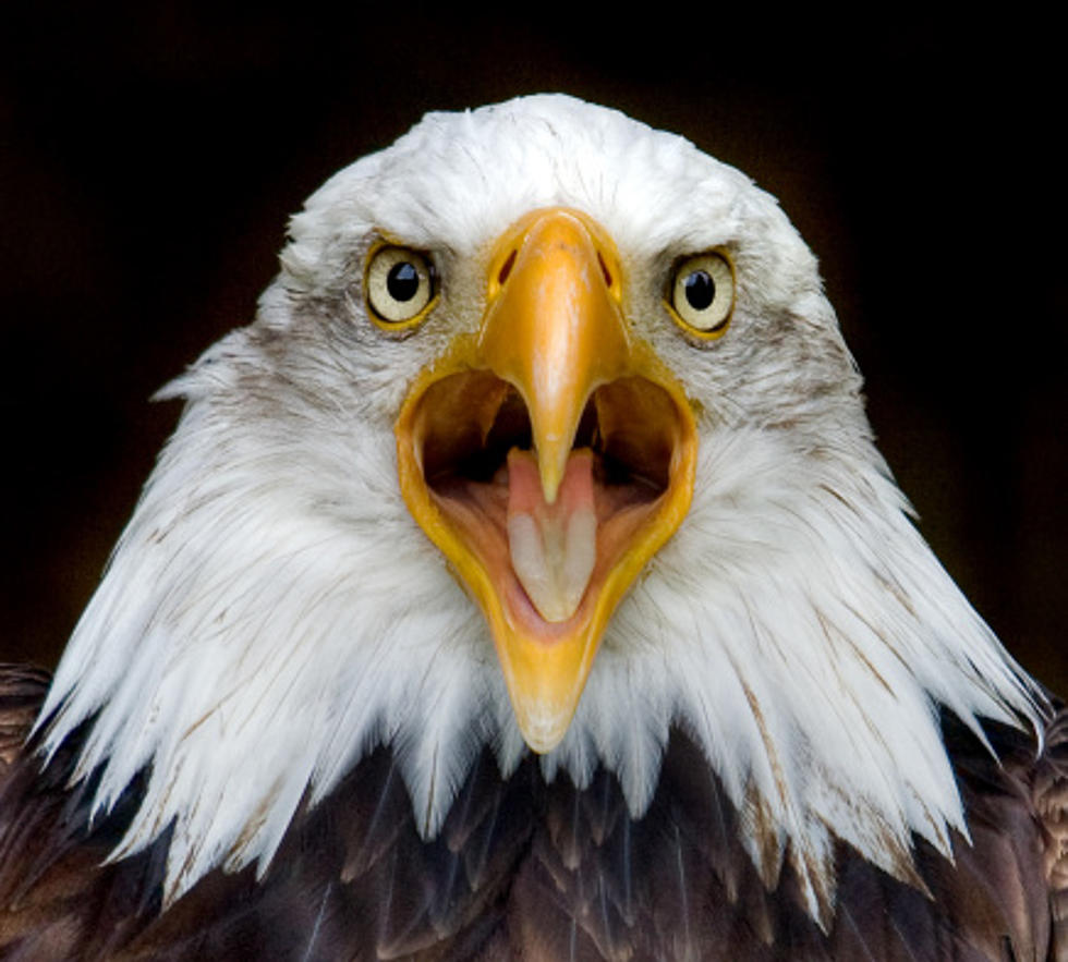 Watch Donald Trump Dodge an Eagle 