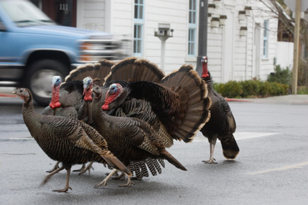 Mailman is Attacked by Turkeys Every Day