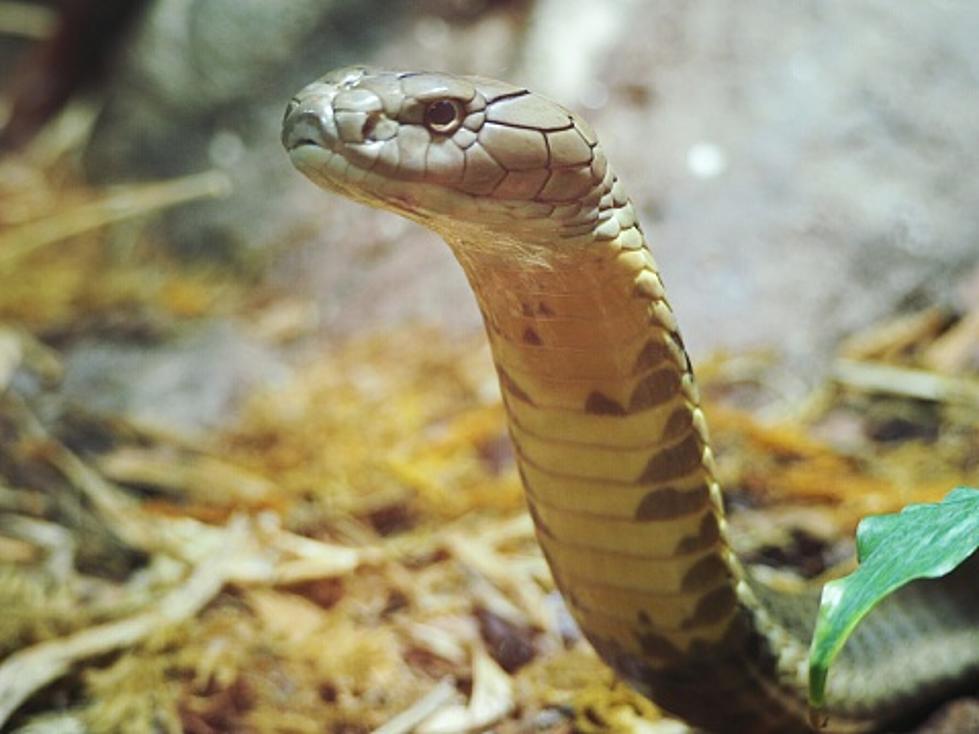 Father Kills King Cobra with his Bare Hands 