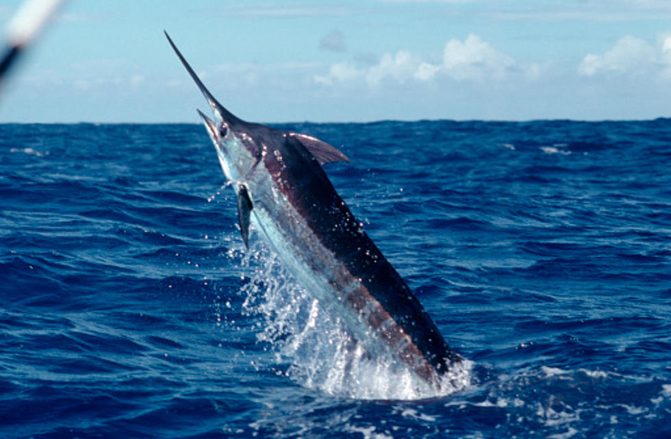 Fisherman Nearly Impaled by Angry Marlin