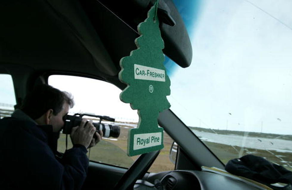 Where Do Pine Tree Air Fresheners Come From?