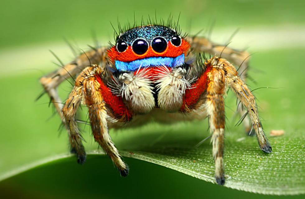 Meet the Evel Knievel of Spiders