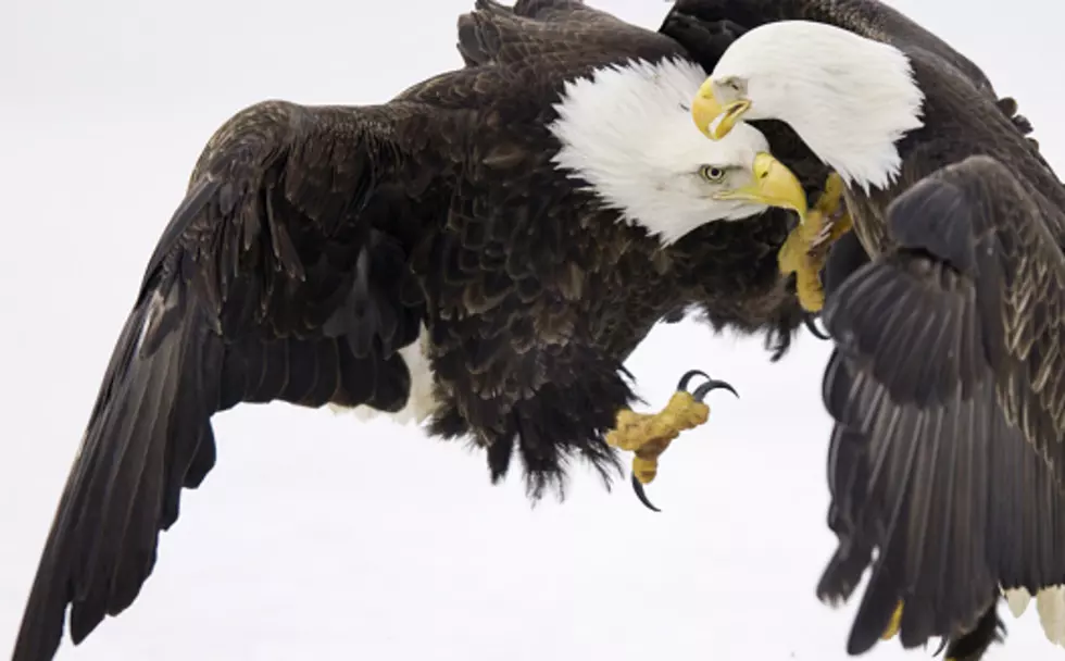 Cops Called to Break Up Eagle Brawl 