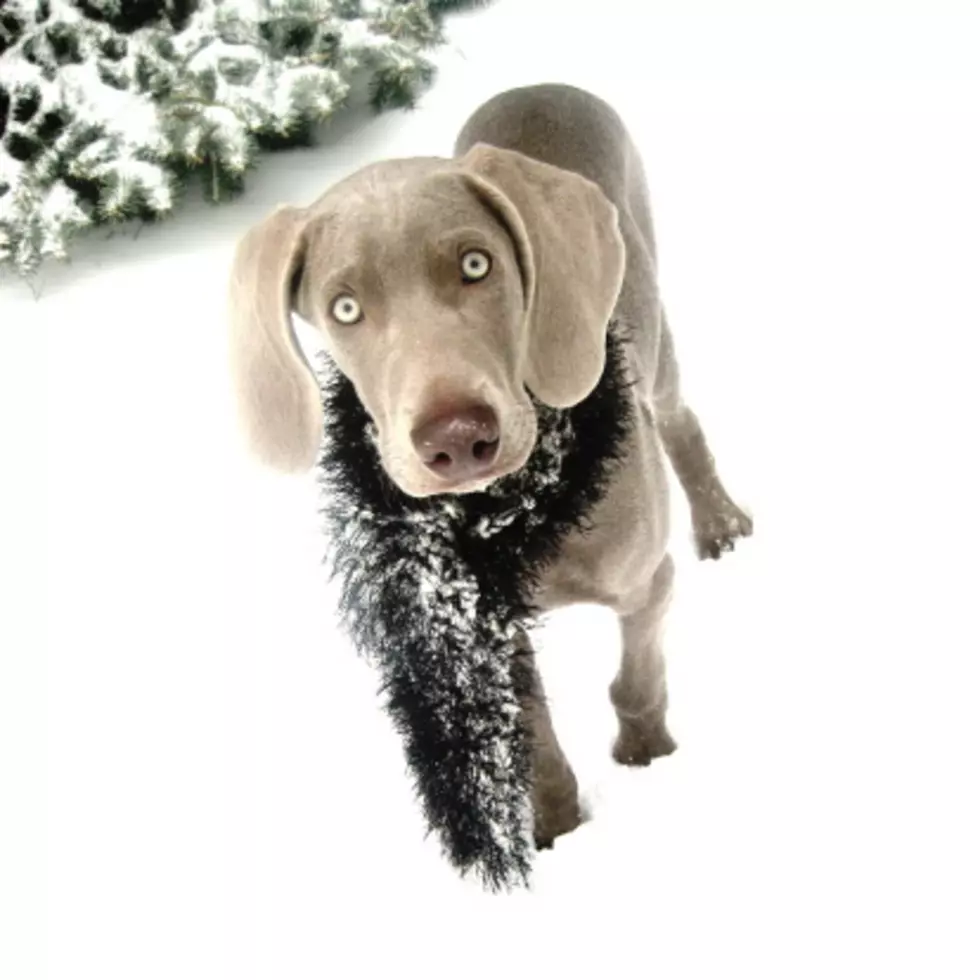 Rockford is in the Deep Freeze&#8211;Does Your Dog Need a Winter Coat?
