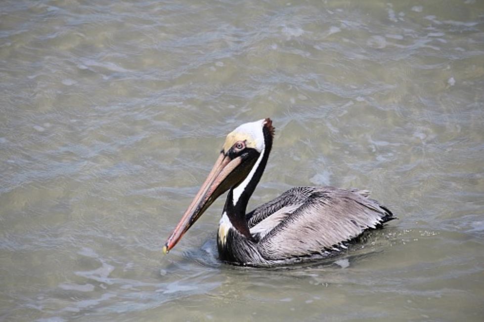 Alert WROK Listener Spots Pelicans Fishing in the Rock River Near Oregon