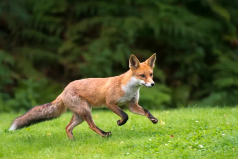 Egg Hunt Getting Foxy