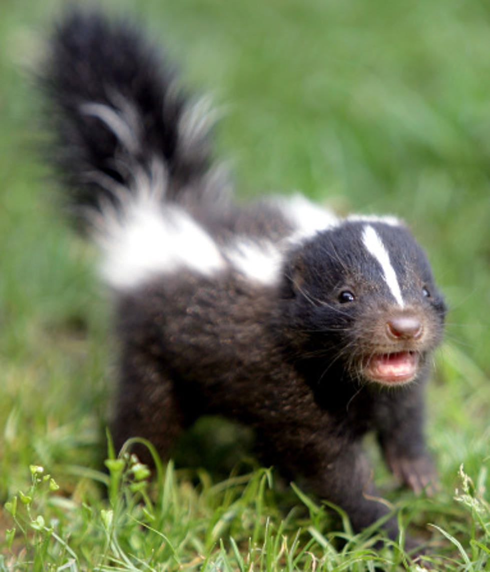 Time To Be On The Lookout For Skunks in Illinois
