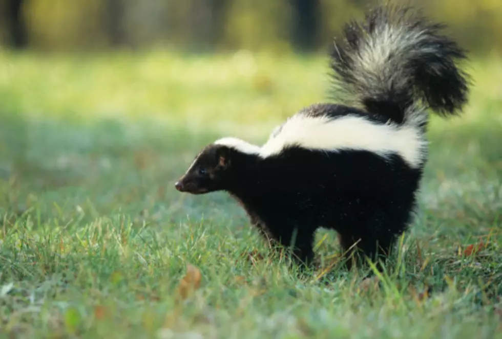 Time To Be On The Lookout For Skunks in Illinois