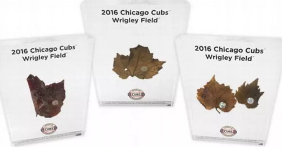 Guess How Much The Cubs Are Selling Dead Ivy From Last Season