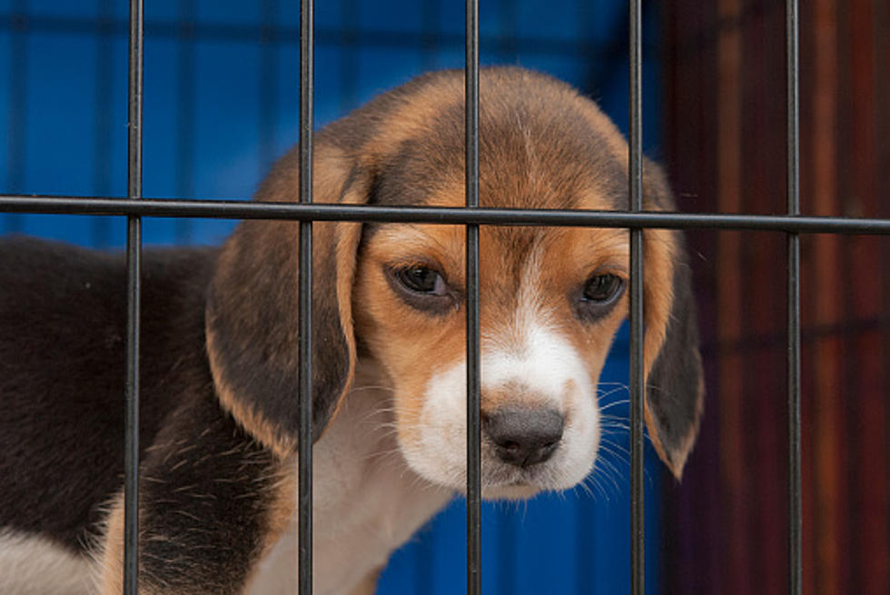 Winnebago County Animal Services Needs Your Help to "Clear the Shelter"