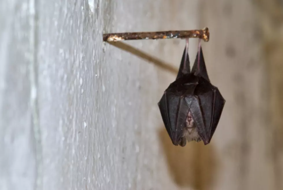 The Rockford Area is Seeing an Increase in Bat Bites
