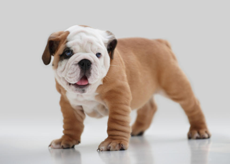Fox Valley Thief Makes Off With $6,000 Bulldog Puppy