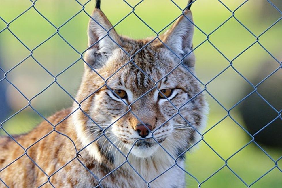 Home Offered for Illinois Bobcat Seized in Gun Raid