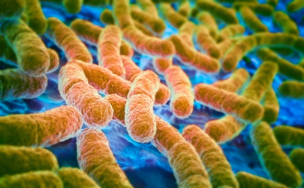 High Levels of E. Coli Bacteria Found in Rock River