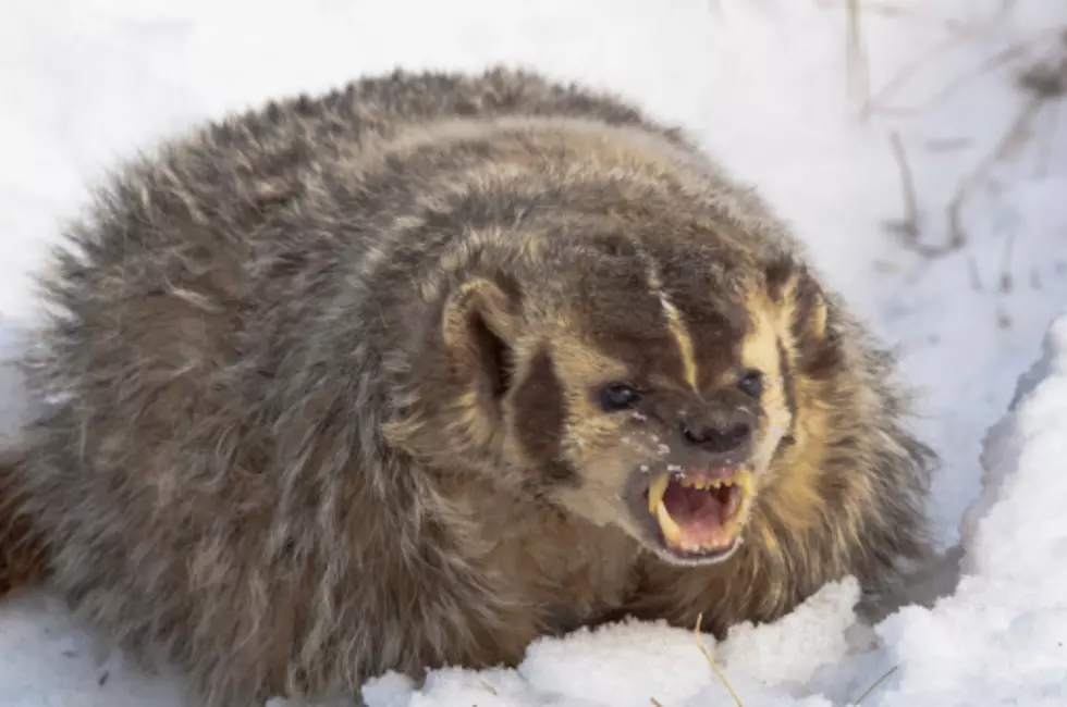 Two 'Aggressive' Badgers Break Out of Illinois Zoo