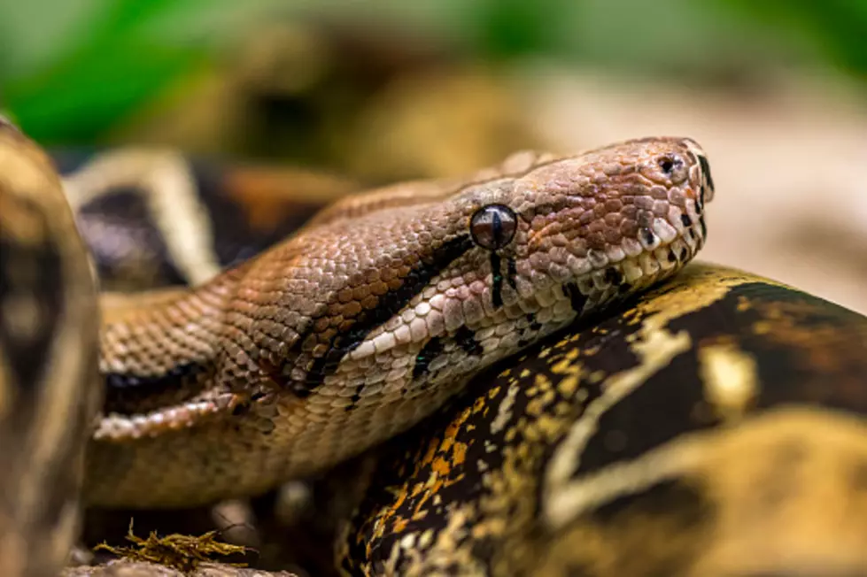 Boa Constrictor Found Along Mississippi River in Illinois