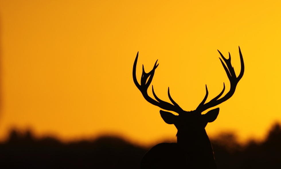 Illinois Hunter Bags 'One of the Largest Bucks Ever in America'
