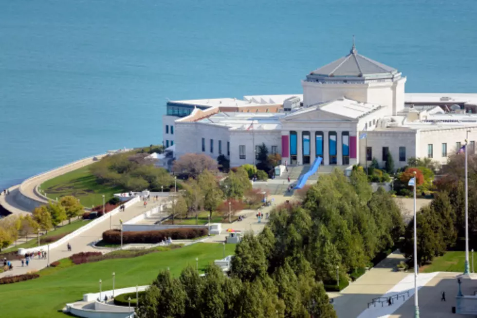 Chicago's Shedd Aquarium Is Offering Free Admission
